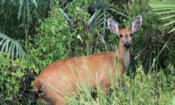 ¿Cuáles son los riesgos de que una especie desaparezca?