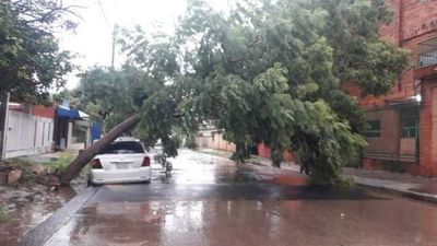 Reportan árboles caídos y calles bloqueadas en varias zonas de Asunción