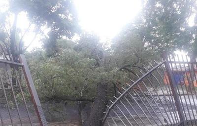 Caída de árbol ocasiona daños en Colegio Ysaty