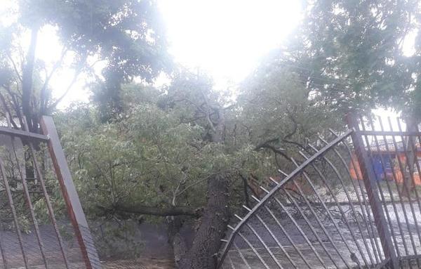 Caída de árbol ocasiona daños en Colegio Ysaty