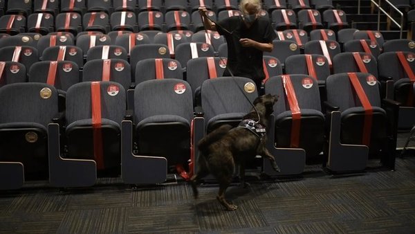 Una universidad de Florida entrena perros para detectar el COVID-19 - ADN Digital