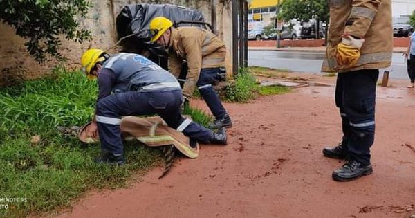 La Nación / Un yacaré grande de la laguna de Itá vuelve a hacer de las suyas