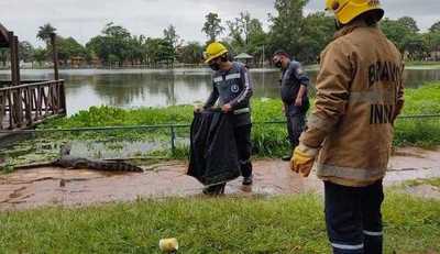 Yacarés volvieron a pasearse por las calles de Itá | Noticias Paraguay