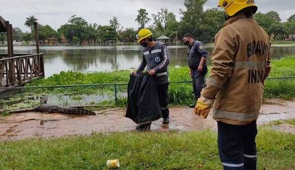Yacarés volvieron a pasearse por las calles de Itá | Noticias Paraguay