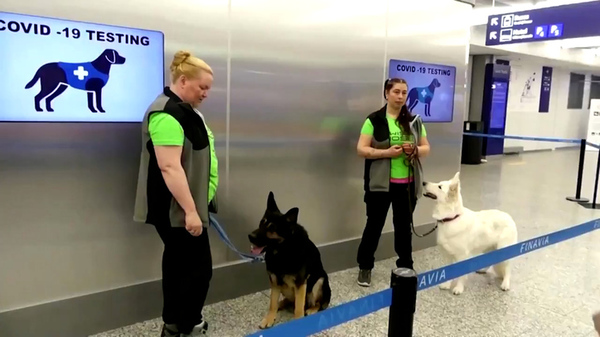 Universidad de Florida entrena perros para detectar el COVID-19 - Megacadena — Últimas Noticias de Paraguay