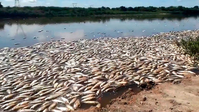 Masiva muerte de peces en el Río Salado argentino - ADN Digital