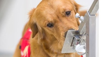 Entrenan perros para detectar covid-19 en Estados Unidos