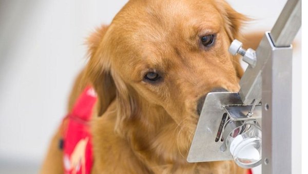 Entrenan perros para detectar covid-19 en Estados Unidos