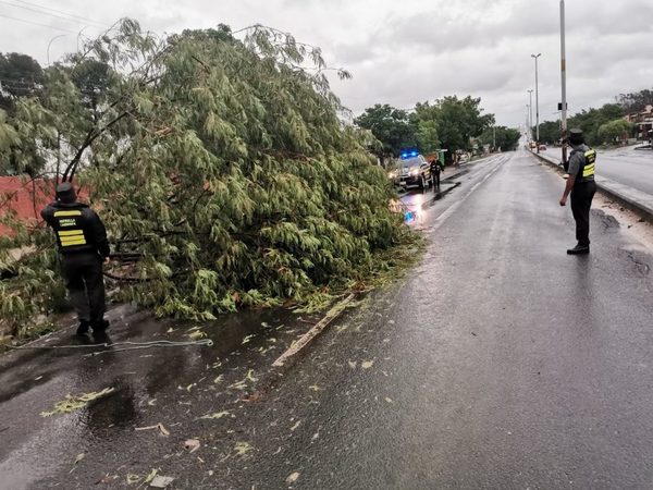 Patrulla Caminera hizo despeje de rutas por caídas de árboles