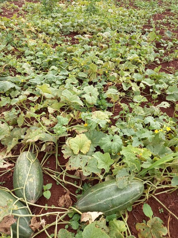 Lluvia compromete la calidad de la soja y ahoga a la agricultura familiar - ABC en el Este - ABC Color