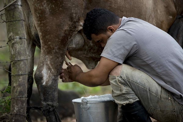 Nicaragua apuesta por la trazabilidad bovina para conquistar Estados Unidos - MarketData