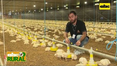 ABC Rural: Importancia de los comederos automáticos en avicultura (II) - ABC Rural - ABC Color