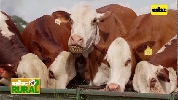 ABC Rural: Usos y ventajas de prebióticos y probióticos en nutrición animal - ABC Rural - ABC Color