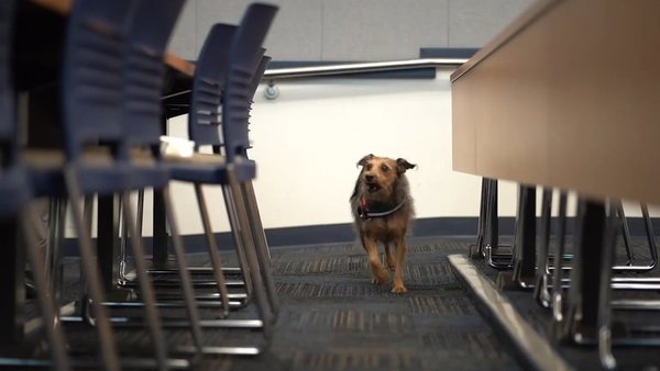 Entrenan perros para detectar coronavirus