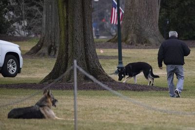 Vuelven las mascotas presidenciales a La Casa Blanca