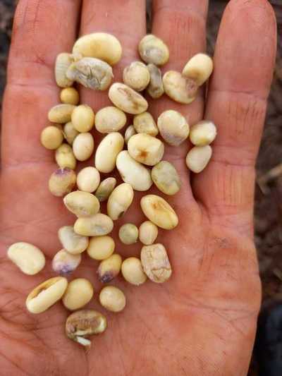 Producción de SOJA perjudicada por SEQUIA seguida de EXCESO de LLUVIA