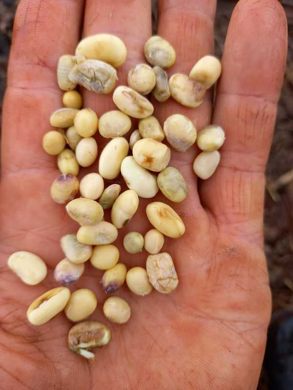 Producción de SOJA perjudicada por SEQUIA seguida de EXCESO de LLUVIA