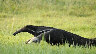 El Pantanal es el humedal más grande del mundo y está amenazado