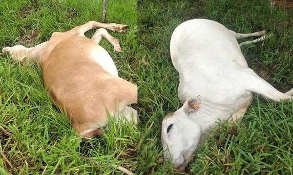 Rayo mató a vacas en Santa Rosa del Mbutuy – Prensa 5
