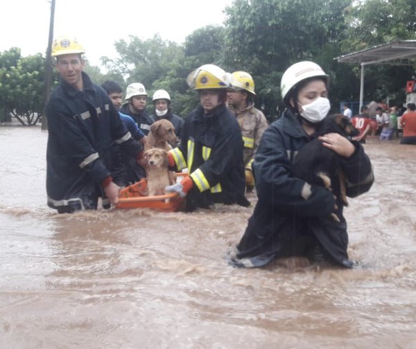 Bomberos rescatan a mascotas del agua
