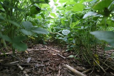 Sistema radicular diversificado evita la erosión de suelo y mejora la producción agrícola