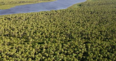 La Nación / El Pantanal es el humedal más grande del mundo y está amenazado, advierte WWF