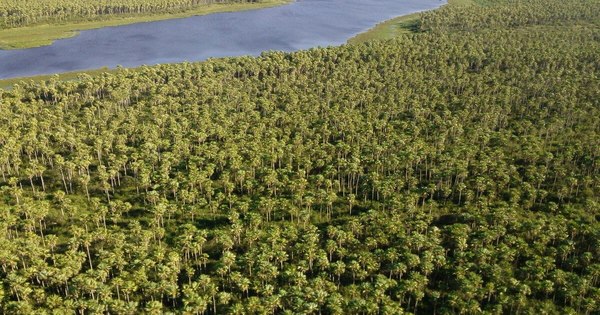 La Nación / El Pantanal es el humedal más grande del mundo y está amenazado, advierte WWF