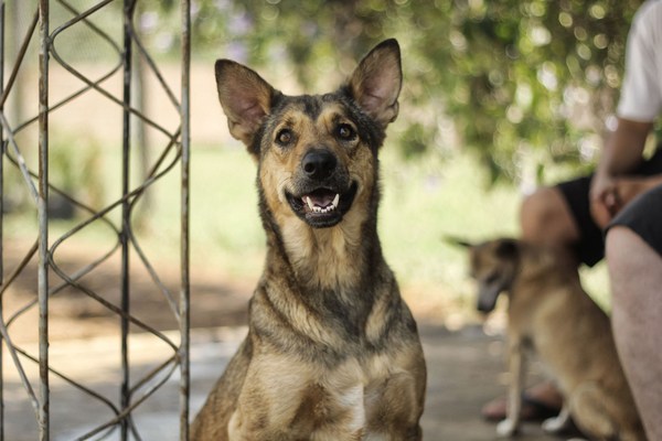 Municipalidad de Caaguazú tendrá un albergue para animales abandonados