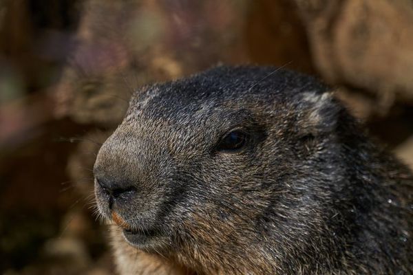 Phil, la marmota de Punxsutawney, vaticina seis semanas más de invierno  - Mundo - ABC Color