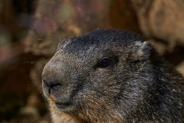 Phil, la marmota de Punxsutawney, vaticina seis semanas más de invierno - Mundo - ABC Color