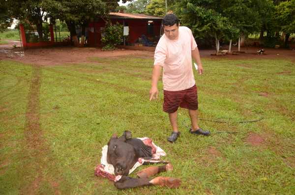 Una vez más, abigeos ingresan a finca ajena y faenan una vaca