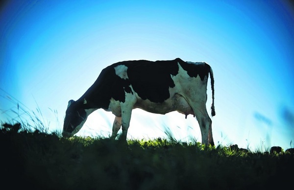 Fuertes subas de precios para los lácteos en el mercado internacional