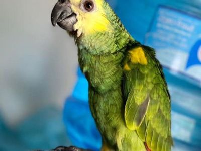 Ofrece G. 1.000.000 a quien devuelva a su loro Pepe