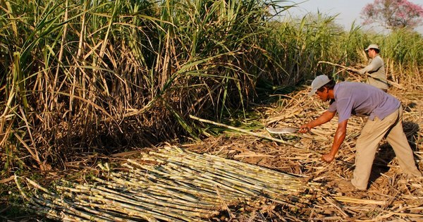 La Nación / Agricultura familiar es favorecida por las precipitaciones