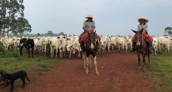 Alertan por escasez de ganado para faena en Mato Grosso