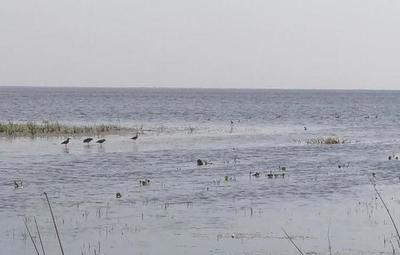 Importante crecimiento en el Lago Ypacaraí