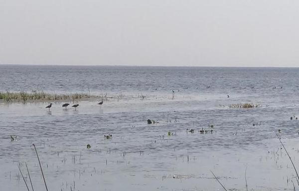 Importante crecimiento en el Lago Ypacaraí