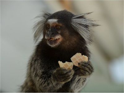 Monos titíes escuchan diálogos ajenos y rechazan a los antisociales