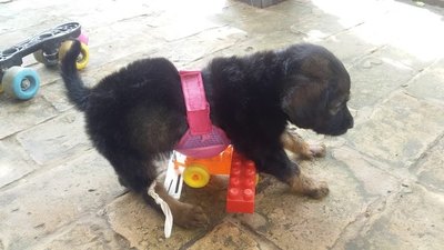 Crónica / Rescataron a un perrito que fue abandonado porque "no camina"