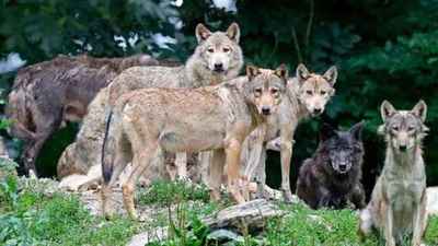 Prohibirán la caza de lobos en toda España - Megacadena — Últimas Noticias de Paraguay