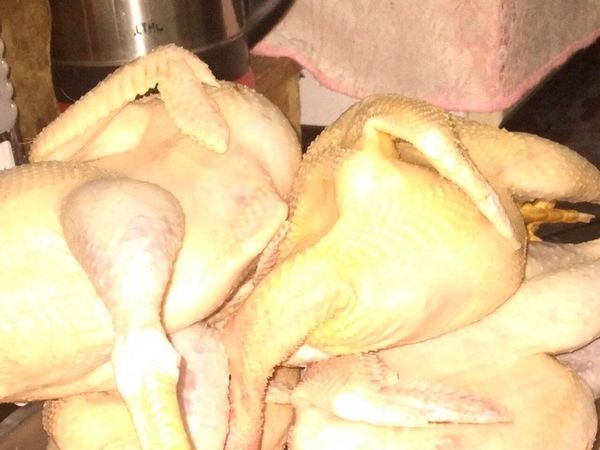 Obstetra hace delivery de gallina casera para chulear la crisis