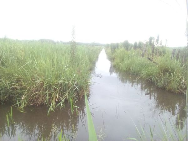 Denuncian canalización ilegal de un estero en Caazapá - Nacionales - ABC Color