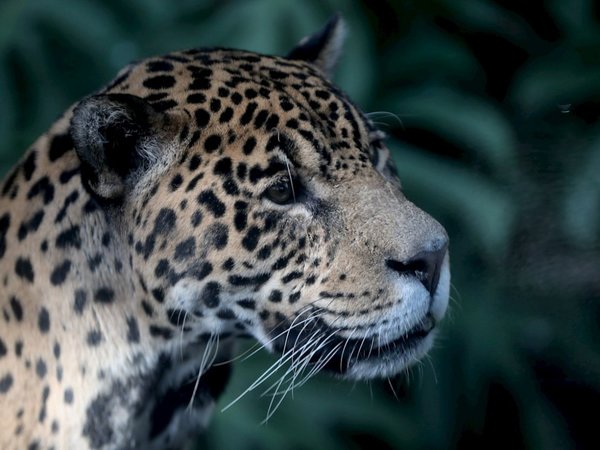 Buscan respaldo de Latinoamérica para salvar al jaguar