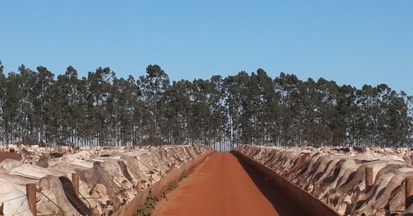 La Nación / Frigoríficos brasileños urgen importación de ganado desde Paraguay