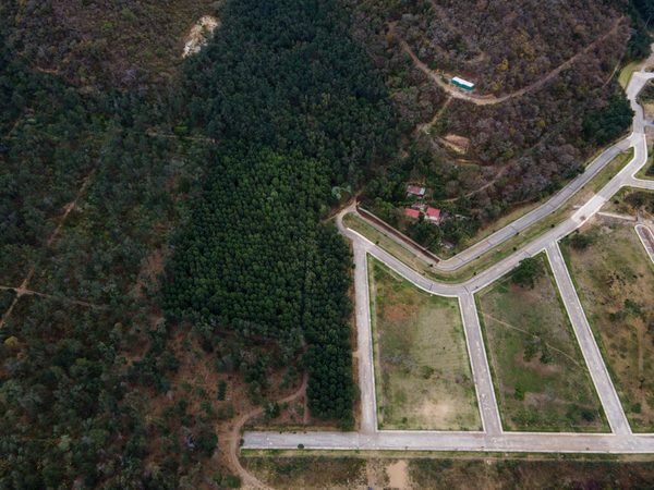 Guatemala perdió en los últimos 20 años casi una cuarta parte de sus bosques - MarketData