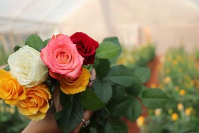Un ensayo bajo invernadero permitió cosechar 800 rosas en Caacupé - Nacionales - ABC Color