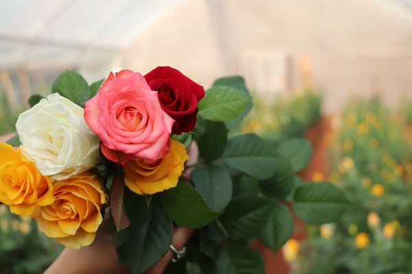 Un ensayo bajo invernadero permitió cosechar 800 rosas en Caacupé - Nacionales - ABC Color