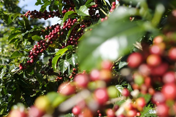 Colombia incrementa en 3 % la producción y exportación de café en enero - MarketData
