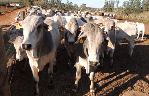MAG recibió pedido de Mato Grosso del Sur para importar ganado gordo
