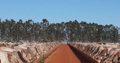 La Nación / Los frigoríficos brasileños urgen importar ganado desde Paraguay